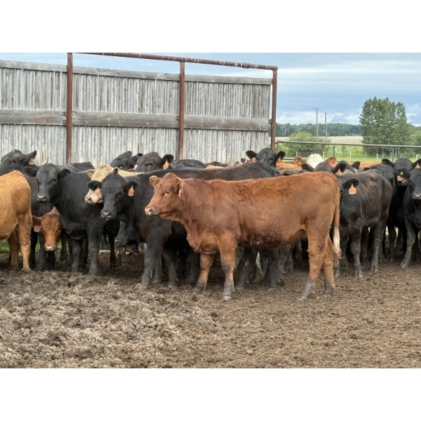 Jason Szymanek - 750# June Delivery Heifers - 75 Head (Stauffer, AB)