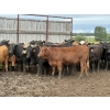 Image 1 : Jason Szymanek - 750# June Delivery Heifers - 75 Head (Stauffer, AB)