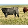 Image 11 : Kings Corner Farms - 40 Open Angus X Cows (Corning, SK)