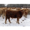 Image 9 : Terry Sliworsky - 800# February Delivery Heifers - 80 Head (Meadow Portage, MB)