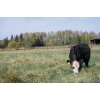 Image 5 : Cornerglen Ranching (A&A) - 11 BBF Angus/Hereford X April/May Calving Bred Heifers (Crestomere, AB)