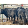 Image 7 : TV Bar Farms Ltd. - 680# March/April Delivery Steers - 80 Head (Goodlands, MB)
