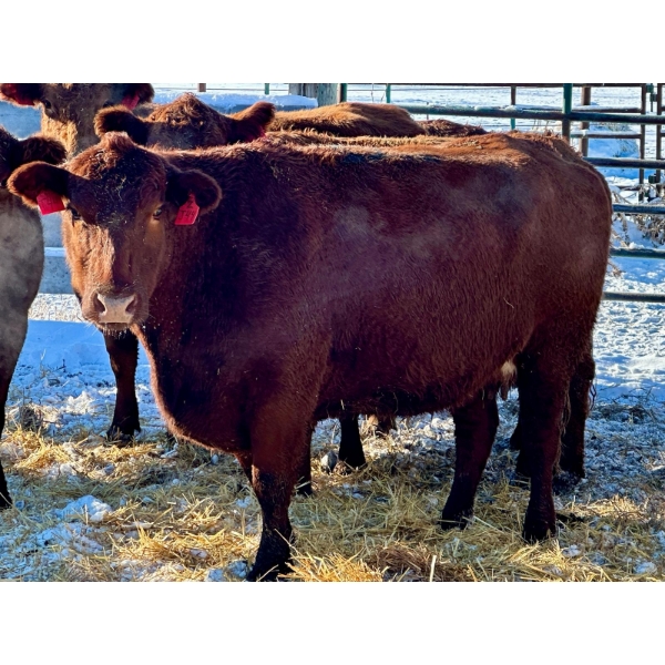 Resch Ranch - 6 Younger Cows (Pen 512)