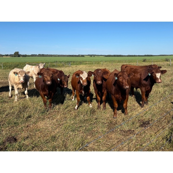 Logan Marr - 1000# September Delivery Grass Steers - 177 Head (Marwayne, AB)