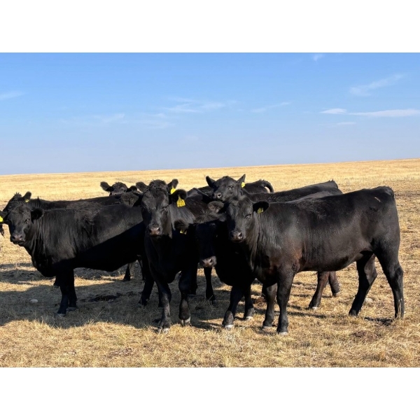 Boggy Springs Ranch - 1050# September Delivery Grass Heifers - 85 Head (Maple Creek, SK)