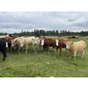 Image 7 : John Bland - 960# September Delivery Grass Heifers - 130 Head (Rimbey, AB)