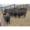 Image 2 : Lake Thelma Farms  - 23 Black Replacement Heifers (Coronation, AB)