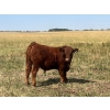 Image 3 : KGM Welding Ltd. - 610# Steer Calves - 90 Head (Sibbald, AB)