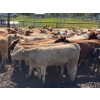 Image 2 : Cattle View Ranch - 1100# November Delivery Grass Heifers - 170 Head (Westerose, AB)