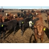 Image 4 : Van Hall Cattle Co. - 930# April/May Delivery Steers - 120 Head (Scandia, AB)