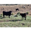 Image 3 : Sugarloaf Ranch Ltd. - 650# Oct/Nov Delivery Steer Calves - 93 Head (Kamloops, BC) VBP+