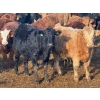 Image 3 : Nathan Allers - 800# March Delivery Heifers - 230 Head (Daysland, AB)