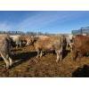 Image 6 : Corey & Kelly Fitzpatrick - 775# March Delivery Heifers - 77 Head (Glen Ewen, SK)