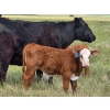 Image 11 : Iron Saddle Ranch - 600# November Delivery Steer Calves - 102 Head (Sintaluta, SK) VBP+