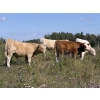 Image 2 : Mike & Kelly Petersen - 760# October Delivery Steer Calves - 82 Head (Sundre, AB)