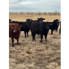 Image 3 : Colter Malloy - 6 BWF Heifers (Pen 324)