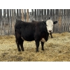 Image 3 : Lake Thelma Farms - 27 BBF/BWF Replacement Heifers (Coronation, AB)