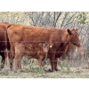 Image 8 : Meyer Cattle Inc. - 20 Red Angus X 2nd Calf Pairs (Lethbridge, AB)