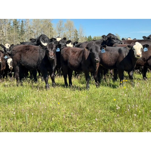 Bar 27 Stock Farm - 625# October Delivery Heifer Calves - 65 Head (Spruce View, AB) VBP+