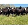 Image 1 : Bar 27 Stock Farm - 625# October Delivery Heifer Calves - 65 Head (Spruce View, AB) VBP+