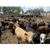 Image 2 : Alberta Prime Customer - 725# July/Aug Delivery Heifers - 70 Head (Monarch, AB)