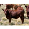Image 12 : Ben Penner - 700# October Delivery Steer Calves - 50 Head (Purple Springs, AB)