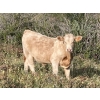 Image 11 : Lazy J Cattle Co. - 840# February Weaned Steers - 120 Head (Crossfield, AB)