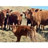 Image 7 : Meyer Cattle Inc. - 20 Red Angus X 2nd Calf Pairs (Lethbridge, AB)