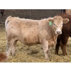 Image 5 : Todd Fraser - 1010# March/April Delivery Steers - 100 Head (Raymond, AB)