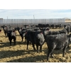 Image 2 : 9 Bar Ranch - 800# February Delivery Heifers - 63 Head (Taber, AB) VBP+