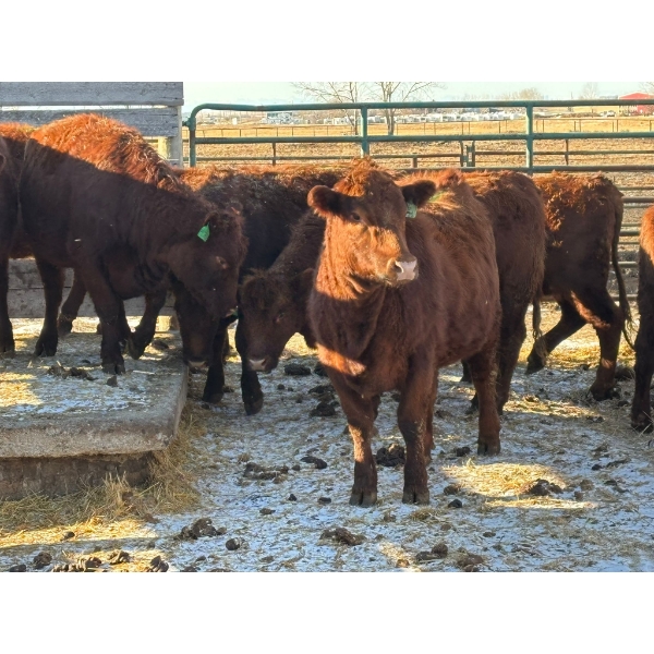 Fox Cattle Co. - 11 Bred Heifers (Pen 516)