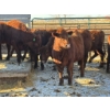 Image 1 : Fox Cattle Co. - 11 Bred Heifers (Pen 516)