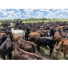 Image 9 : Franklin Cattle Co. - 575# December Delivery Weaned Heifers - 200 Head (Grenfell, SK)