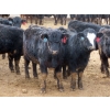 Image 6 : Little Rainbow Ranch - 690# March Delivery Steers - 176 Head (Moosomin, SK)