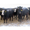 Image 2 : Little Rainbow Ranch - 22 Black & BBF Simm X Angus April/May Calving Bred Heifers (Moosomin, SK)
