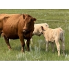 Image 12 : John Bland - 640# October Delivery Steer Calves - 60 Head (Strathmore, AB)