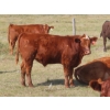 Image 6 : Thackeray Land & Cattle Inc. - 680# November Delivery Steer Calves - 90 Head (Goodwater, SK)