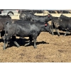 Image 3 : Birch Island Land & Cattle - 725# May Delivery Heifers - 81 Head (Rhein, SK)