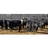 Image 2 : South Island Farms - 710# March/April Delivery Steers - 48 Head (Bow Island, AB)
