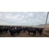 Image 5 : Ripple Rock Ranch - 975# July Delivery Heifers - 126 Head (Fincastle, AB)