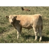 Image 4 : MacMillan Farming Co. - 630# September Delivery Steer Calves - 96 Head (Cayley, AB) VBP+
