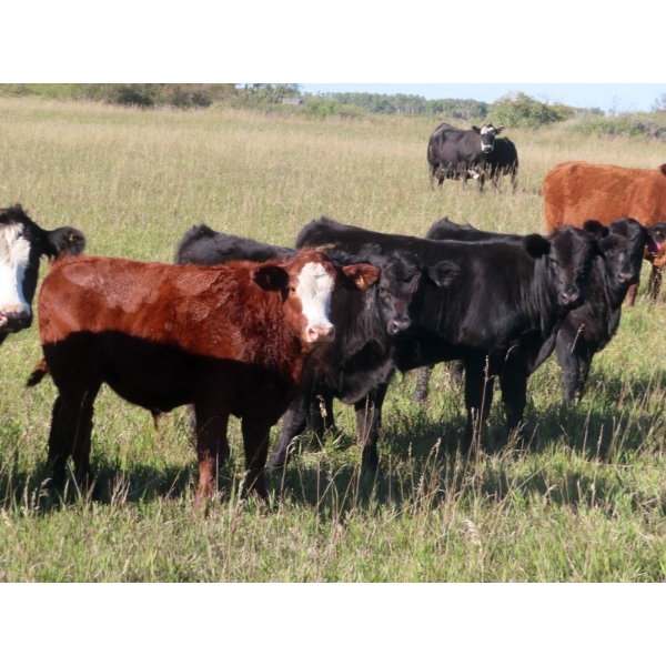 Sheldon Orban - 600# October Delivery Steer Calves - 60 Head (Cupar, SK)