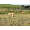 Image 5 : Reilly Lake Ranching - 875# February Delivery Weaned Heifers - 70 Head (Lloydminster, AB)