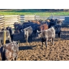 John Lindquist/Haynes Ranch - 620# November Delivery Steer Calves - 70 Head (Rock Creek, BC)