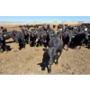Image 9 : Ripple Rock Ranch - 690# April/May Delivery Heifers - 90 Head (Fincastle, AB)