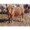 Image 7 : Winn Man Farms - 750# March Delivery Steers - 160 Head (Winnipegosis, MB)