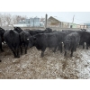 Image 2 : T & S Stock Farms - 947# March Delivery Steers - 60 Head (Scandia, AB)
