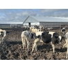 Image 6 : Wavy Lake Farming Co. - 635# Holstein Steers - 15 Head (Heisler, AB)