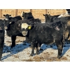 Image 7 : East Hilltop Holdings - 700# January Weaned Heifers - 80 Head (Carstairs, AB)