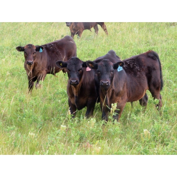 Spring View Ranch Ltd. - 625# November Delivery Steer Calves - 90 Head (Beaubier, SK)